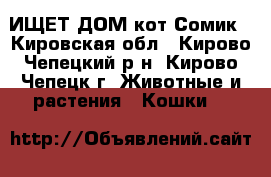 ИЩЕТ ДОМ кот Сомик - Кировская обл., Кирово-Чепецкий р-н, Кирово-Чепецк г. Животные и растения » Кошки   